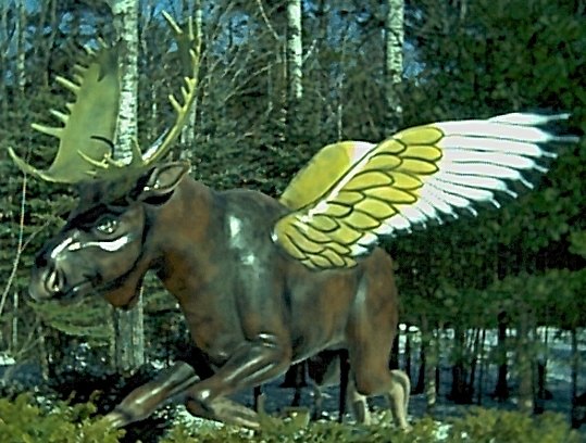 Rare flying moose. raised on Miracle Grow