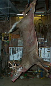 200 Pound Maine Buck