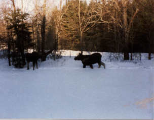 Two Moose in my backyard